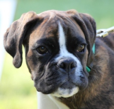 Boxer 10