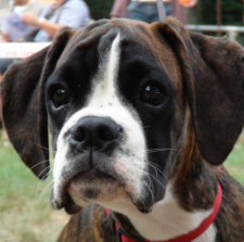 Boxer 10