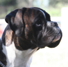 Boxer 6