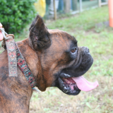 Boxer 6