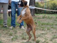 Journee_du_boxer_et_Baby-show